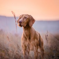 Kutyás kiegészítők